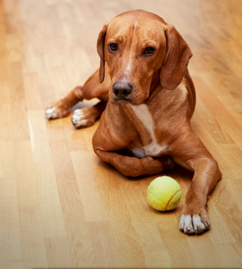 Repair damaged wood flooring from dogs, cats, kids and adults
